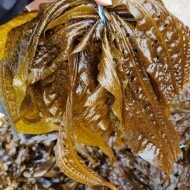 [해녀단비] 최전방해녀 자연산 생쇠미역 생곰피 500g