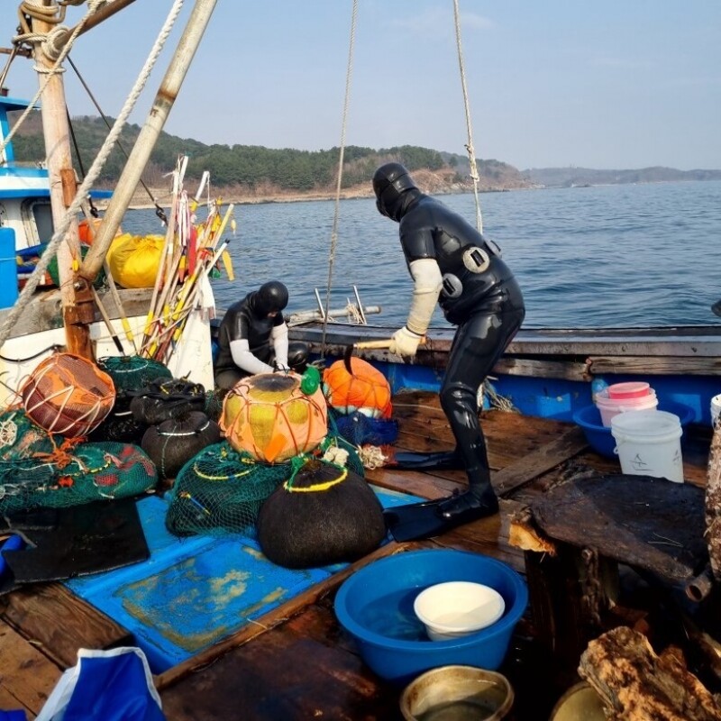 조이푸드,강원도 고성 해녀 자연산 생미역